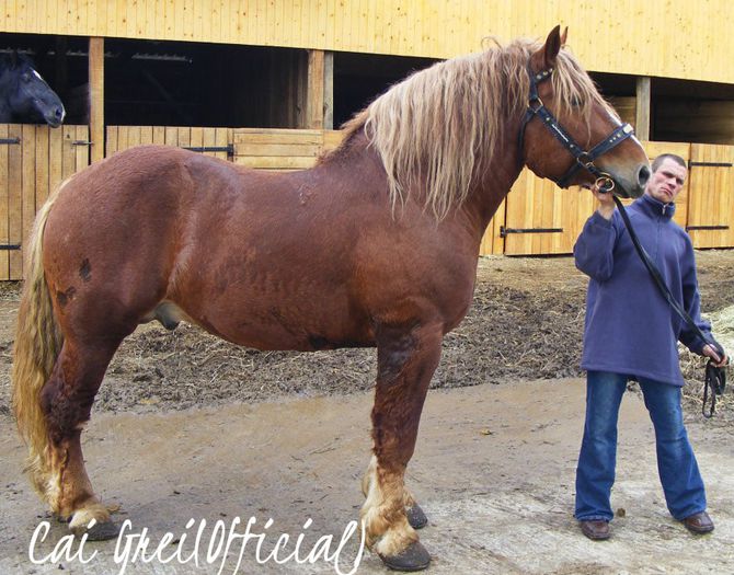 Kaposvár-216-Ukrajna