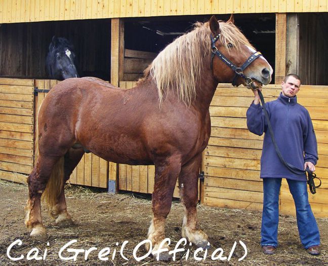 Kaposvár-216-Ukrajna