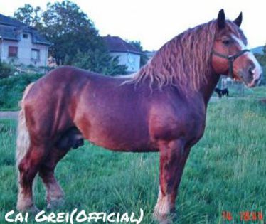 4146 - Bogyoszló-204-Kázmér