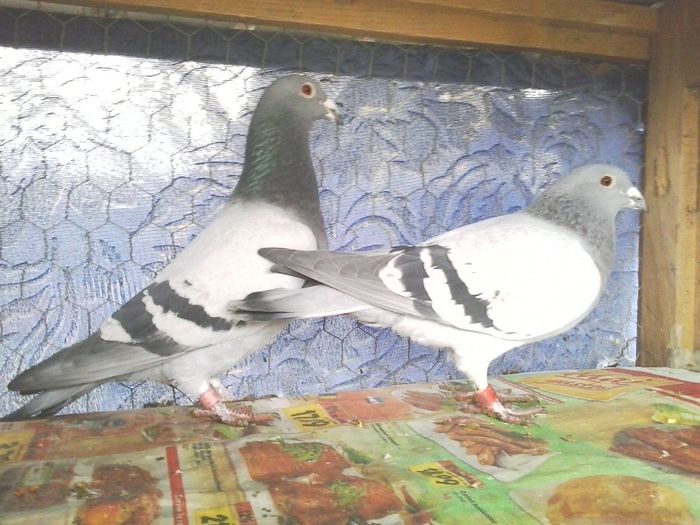M 2008 & F 2010 - 6 Matca 2014