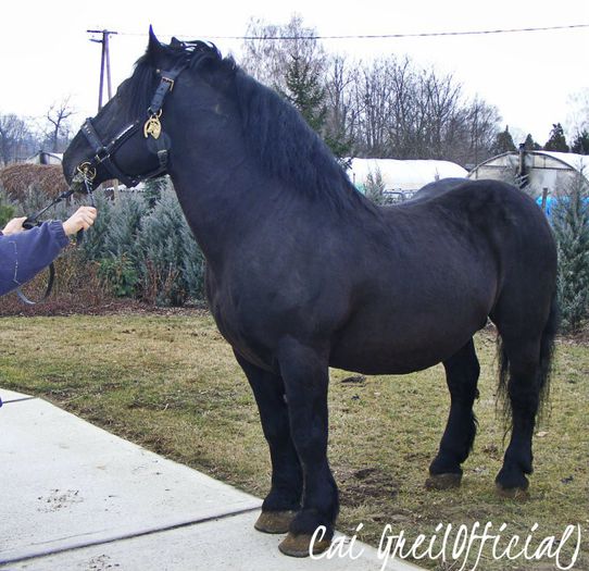 3086 - Babarc-178-Csillag