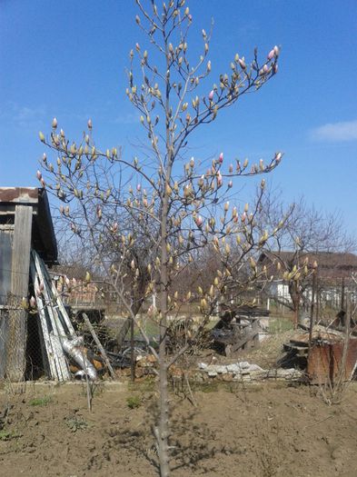 magnolia plina de boboci