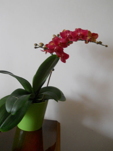 DSCN0591_001 - phale 2014