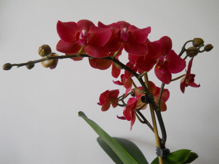 DSCN0595_005