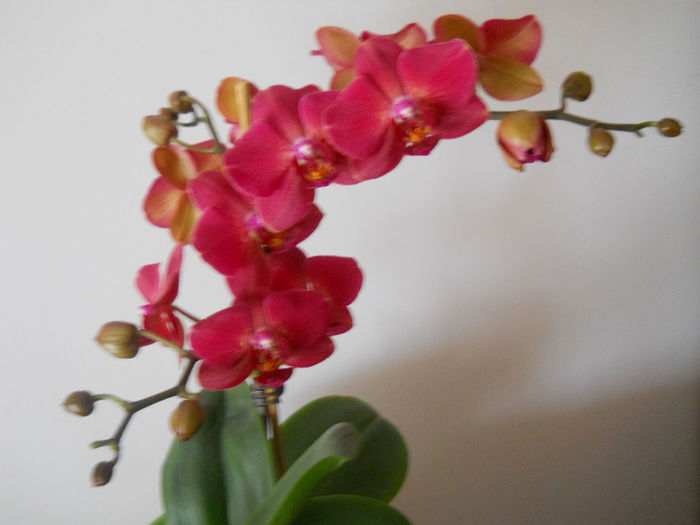 DSCN0597_007