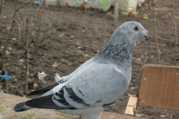 100_7581 - Masculi 2014