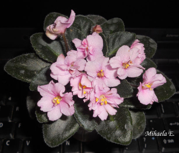 martie2014-3 - Violete 2014