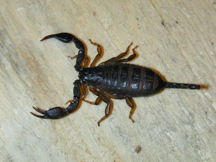 Euscorpius italicus - SCORPIONI