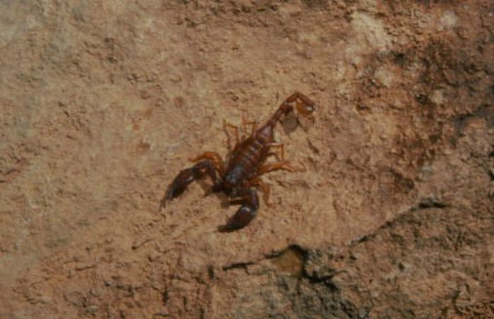 Euscorpius mingrelicus; Europa; fam. Euscorpiidae
