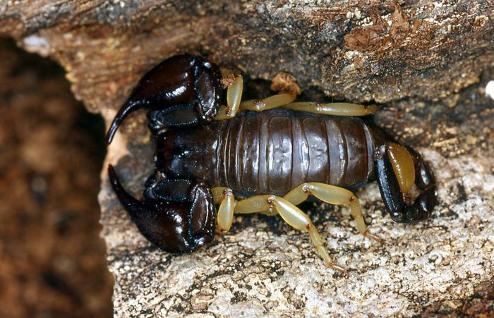 Euscorpius naupliensis; Europa; fam. Euscorpiidae
