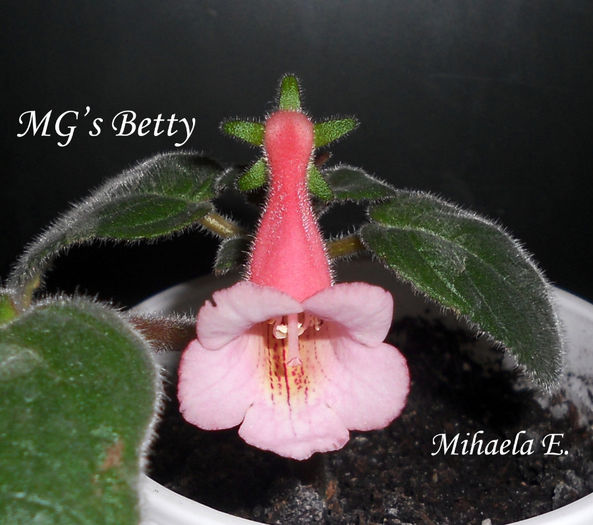 februarie2014.23 (16) - Sinningia 2014