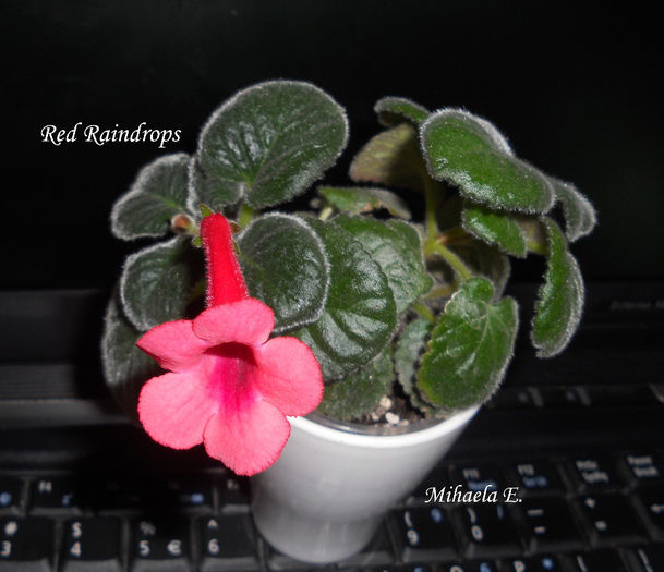 DSCN5779 copy - Sinningia 2014