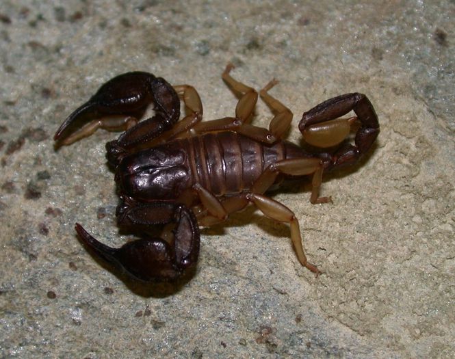 Euscorpius hadzii - SCORPIONI