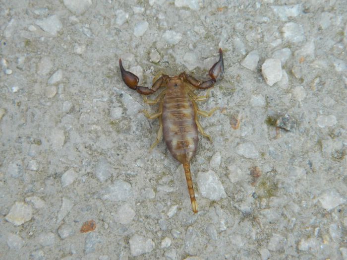 Euscorpius rahsenae - SCORPIONI