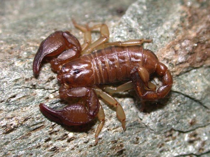 Euscorpius tauricus; Europa ; fam. Euscorpiidae
