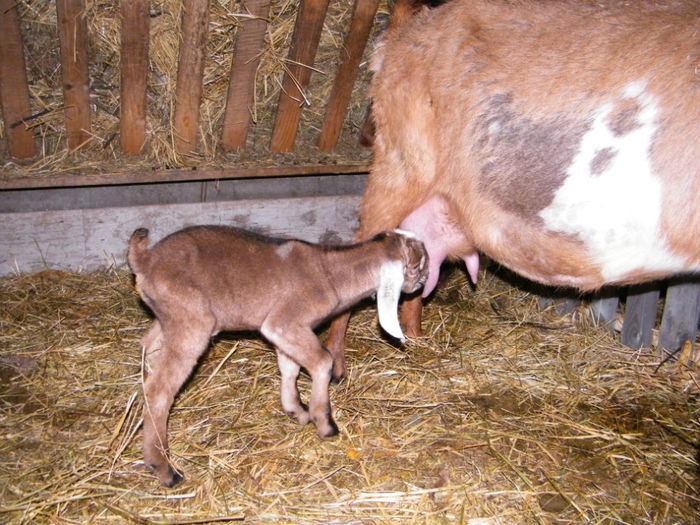 tap anglonubian; 07.03.2014, tripleti, 1 fata si 2 baieti,  la 16 ore de la fatare
