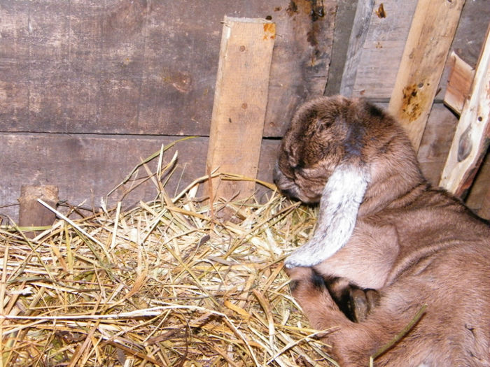 ieduta anglonubiana; 08.01.2013, fatare gemelara, 2 fete, 8 ore de la fatare
