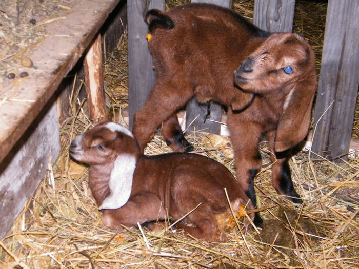 pereche anglonubian; 07.03.2014, tripleti, 1 fata si 2 baieti,  la 16 ore de la fatare
