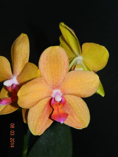 DSCN6590 - Orhidee