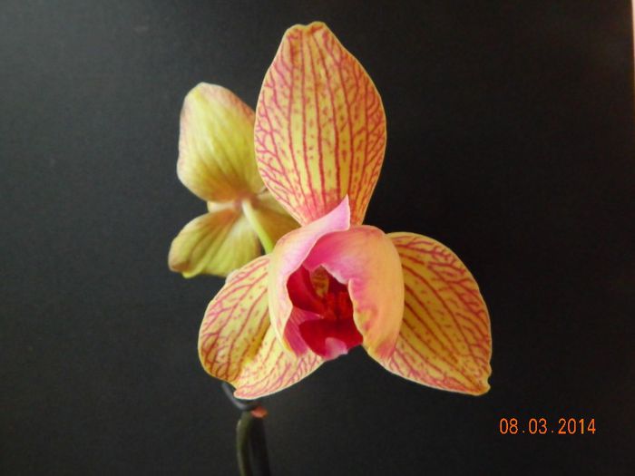DSCN6595 - Orhidee