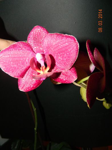 DSCN6600 - Orhidee