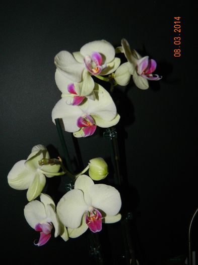 DSCN6623 - Orhidee