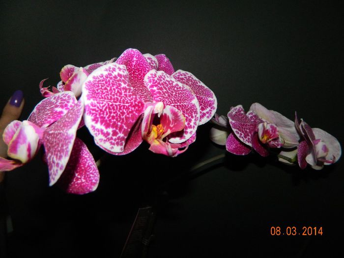 DSCN6624 - Orhidee