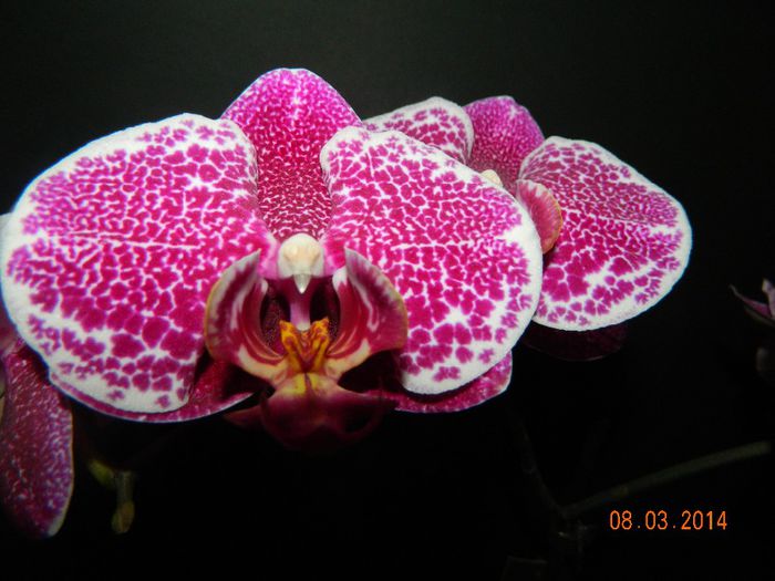 DSCN6626 - Orhidee