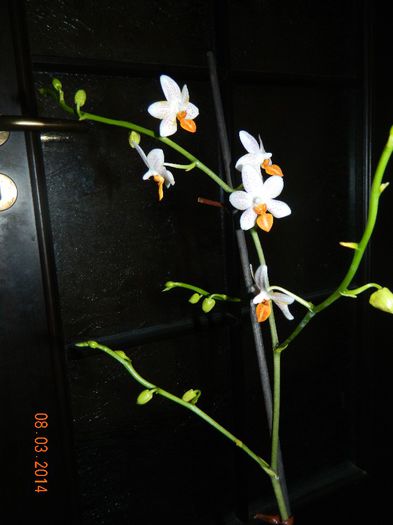 DSCN6568 - Orhidee