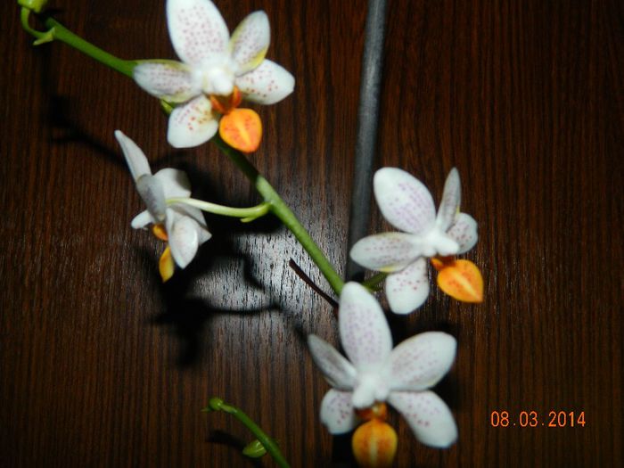 DSCN6582 - Orhidee