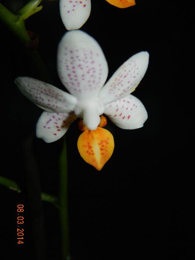DSCN6610 - Orhidee