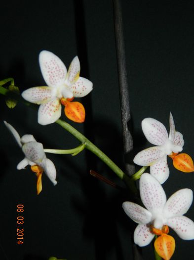 DSCN6611 - Orhidee