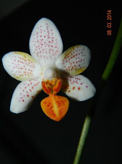 DSCN6615 - Orhidee