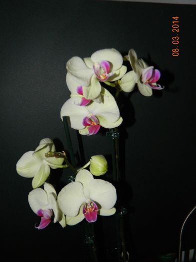 DSCN6622 - Orhidee