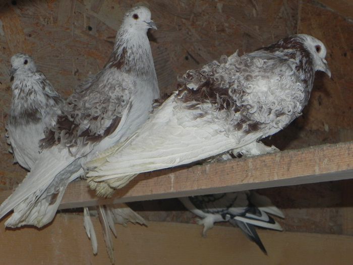 DSCN7897 - porumbei francezi creti de vanzare