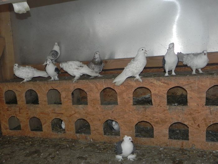 DSCN7900 - porumbei francezi creti de vanzare