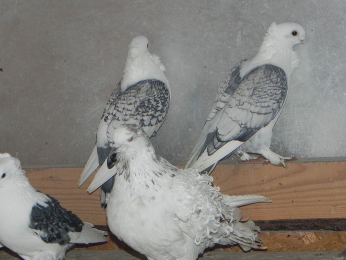 DSCN7907 - porumbei francezi creti de vanzare