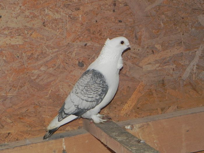 DSCN7901 - satineti misirlii