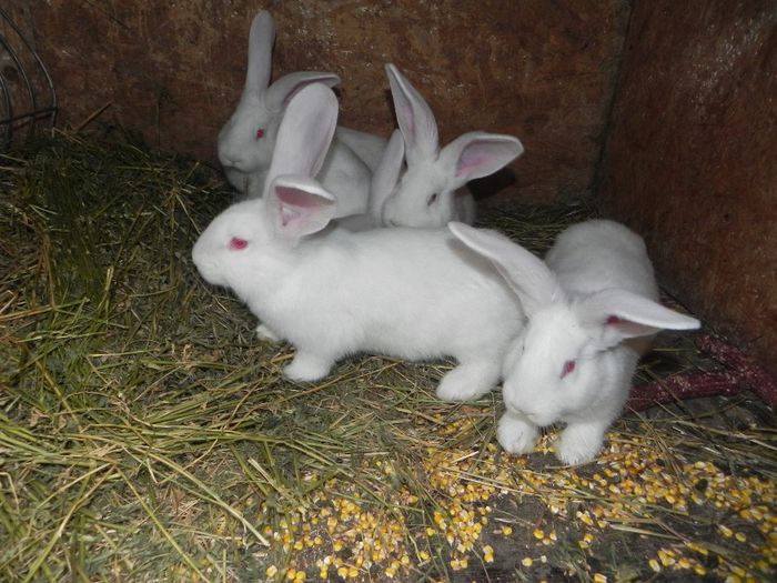 DSCN7933 - iepuri marele alb de vanzare