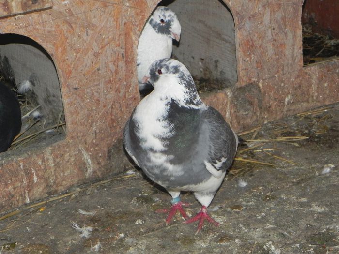 DSCN7894 - PORUMBEII MEI