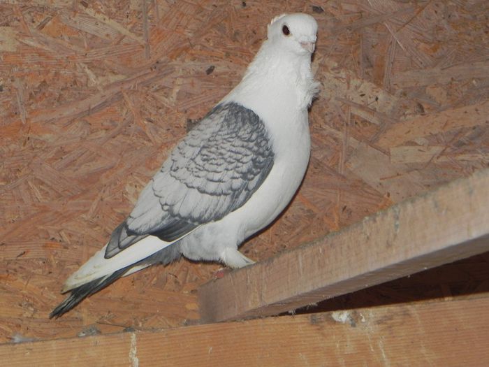 DSCN7899 - PORUMBEII MEI