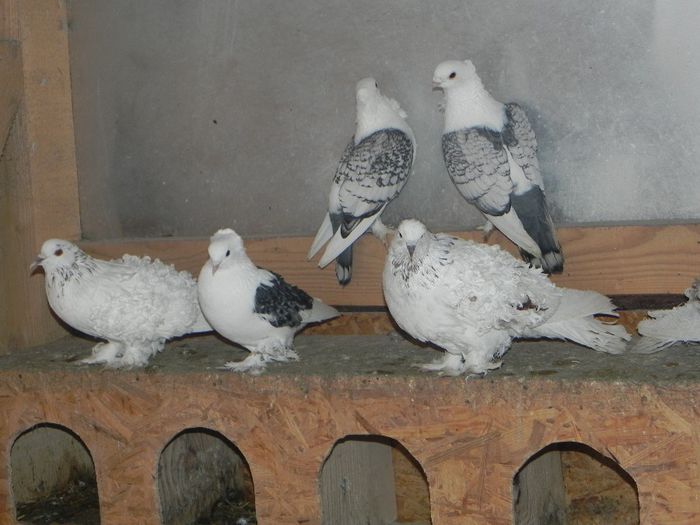 DSCN7906 - PORUMBEII MEI