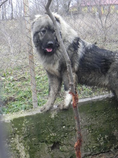 DSCN7950 - ciobanesc caucazian