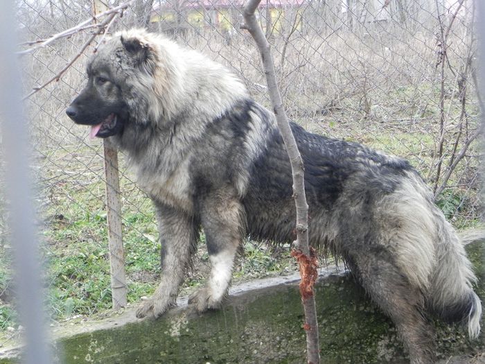 DSCN7951 - ciobanesc caucazian