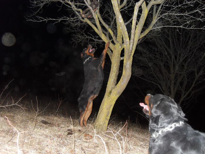 SDC18528 - TASHA SI ROKY 08-03-2014