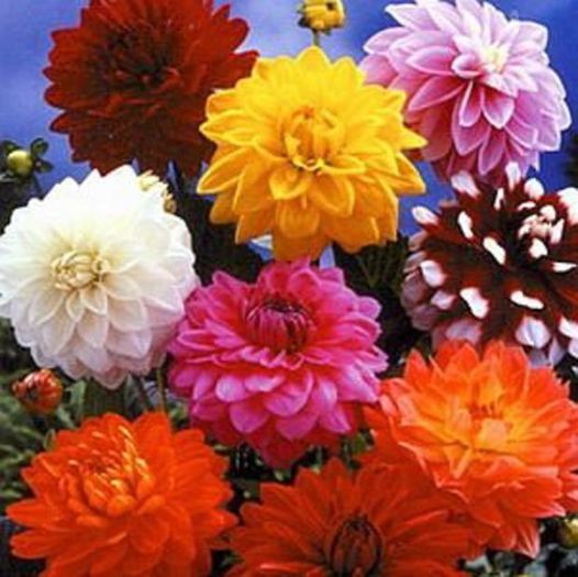 flori frumoase - Poze frumoase