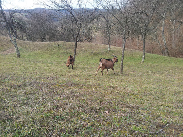 20140209_130057 - Capre Alpina Franceza