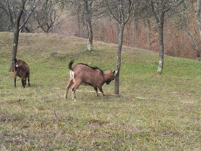 20140209_130106 - Capre Alpina Franceza