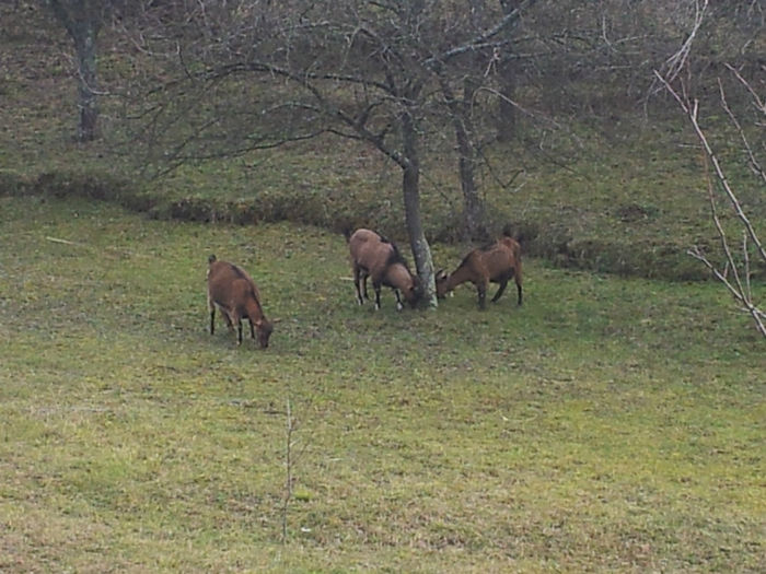20140209_130933 - Capre Alpina Franceza