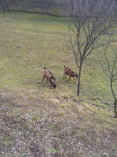 20140209_131001 - Capre Alpina Franceza